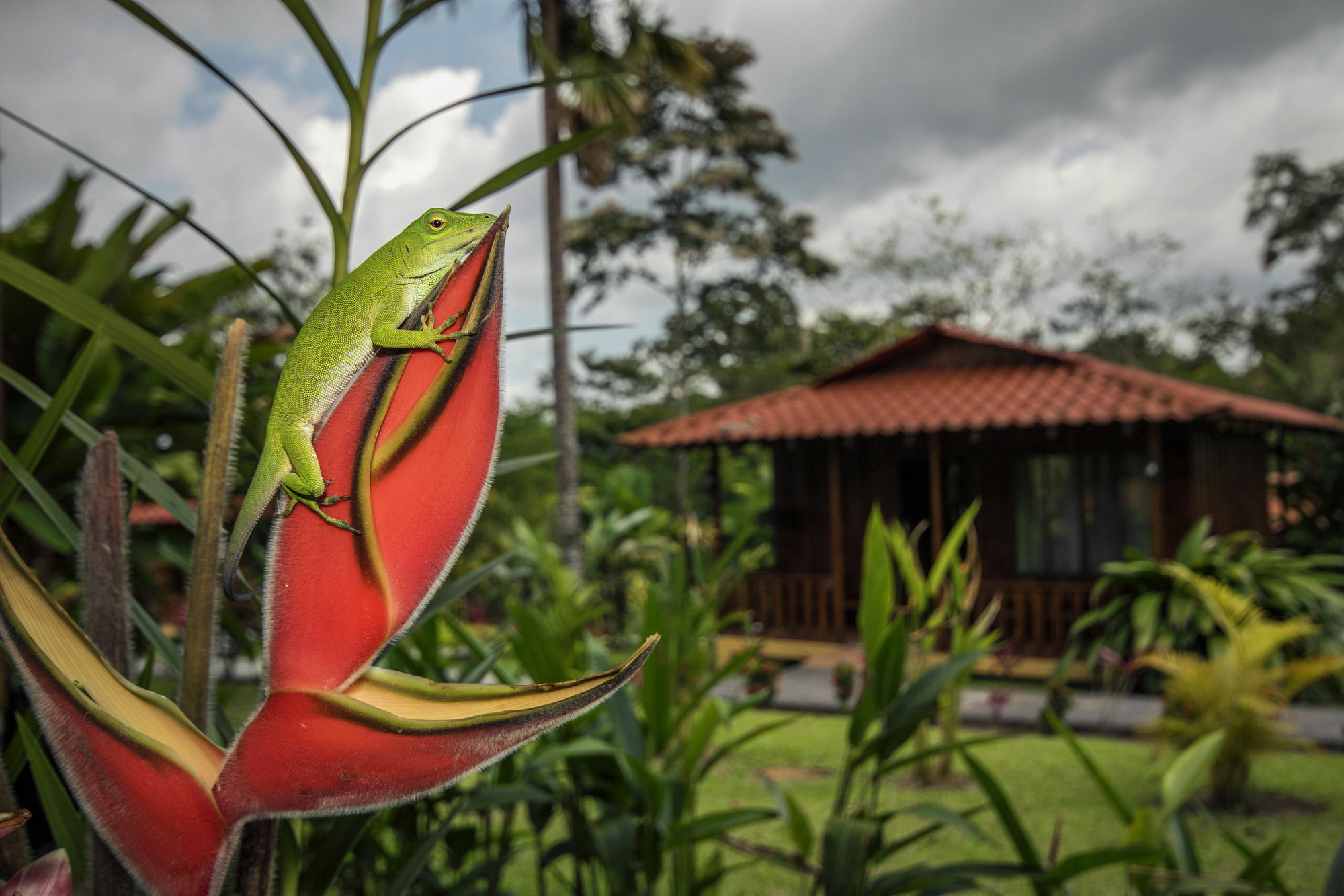 Hotel Rancho Cerro Azul La Fortuna Exterior photo